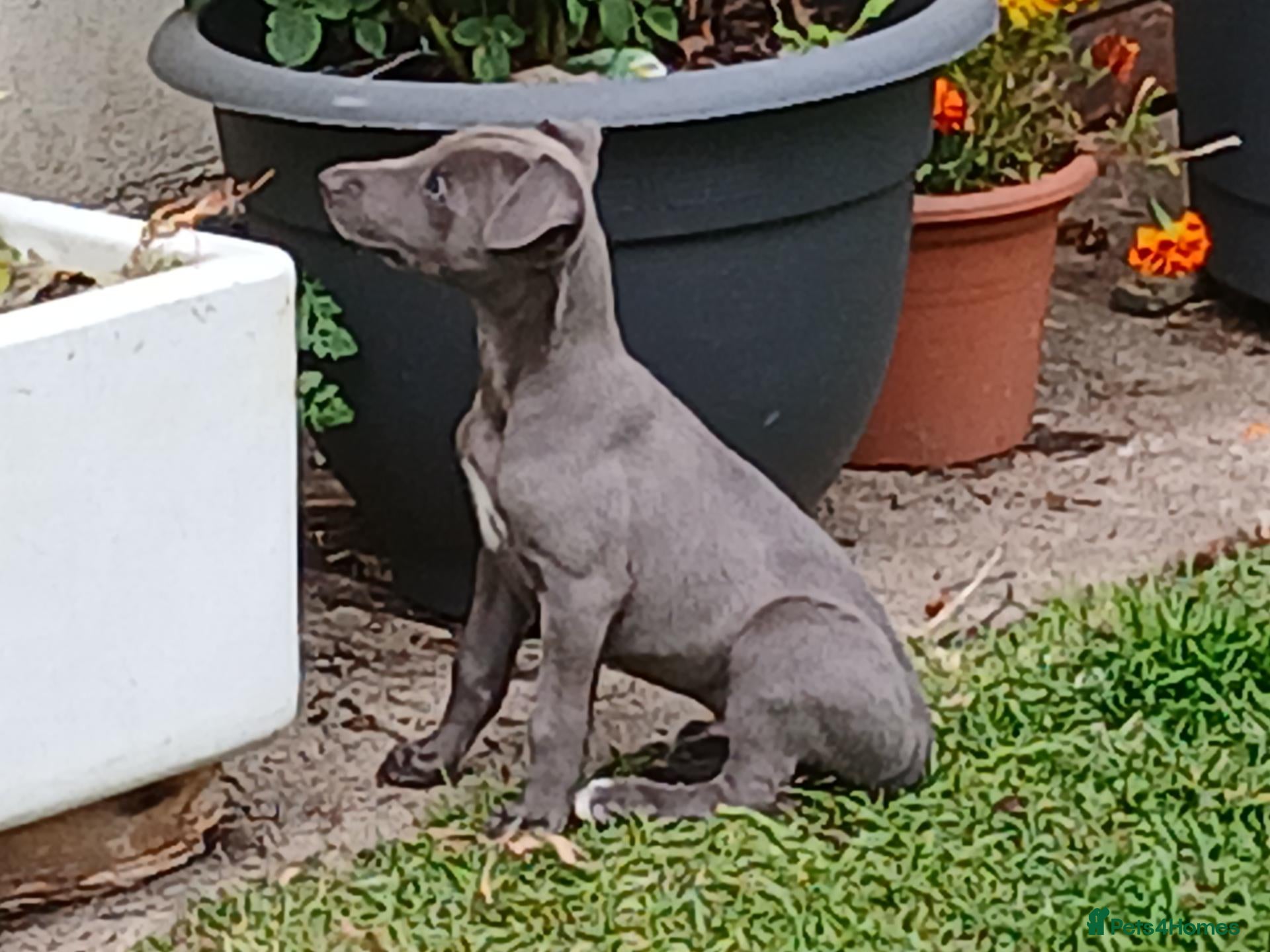 Whippet dogs REDEVELYN WHIPPET'S KC REG NR GLOUCESTER  - Advert 5