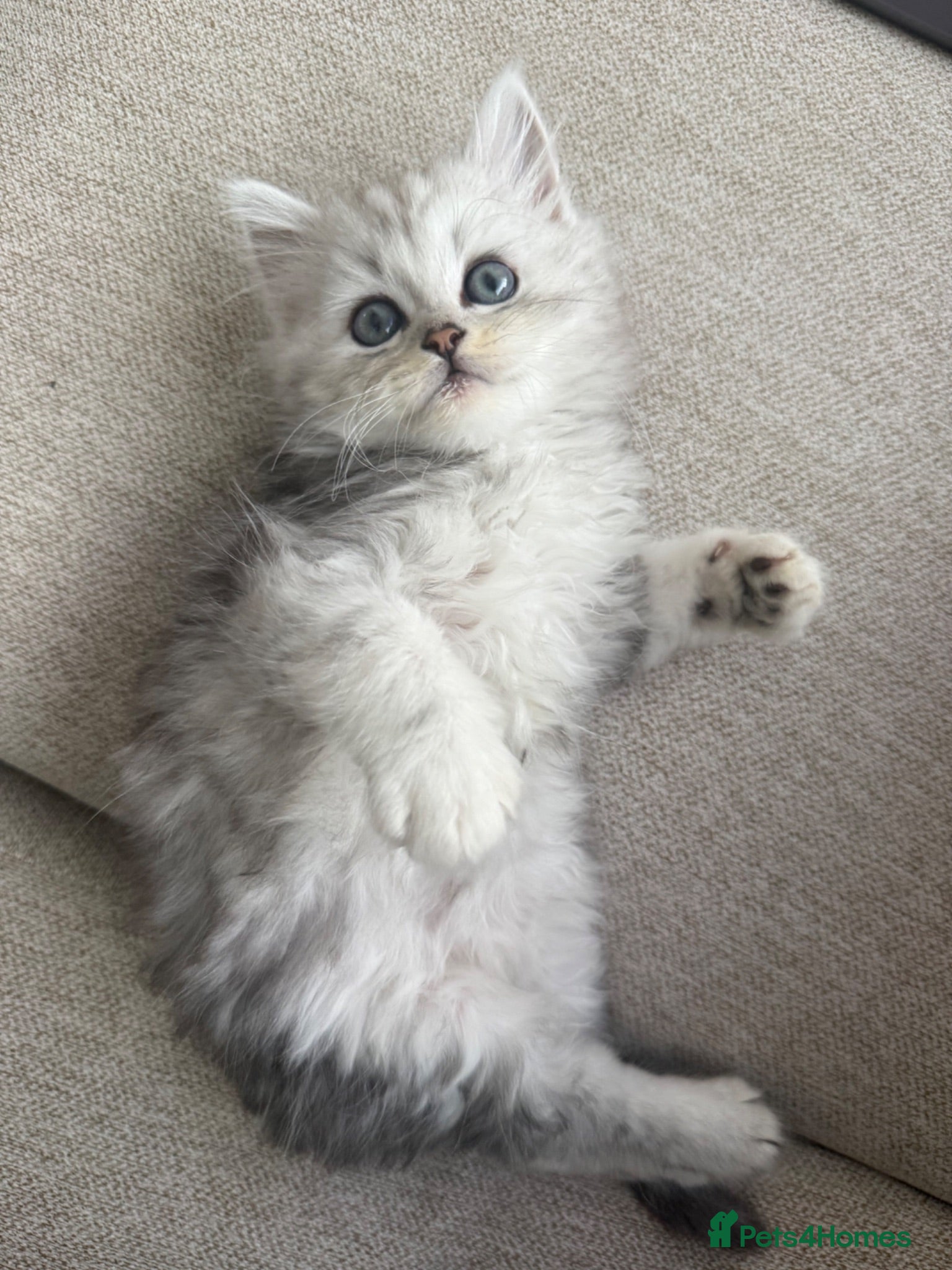 Persian cats Only 1 boy & 1 girl available 🥹 - Advert 1