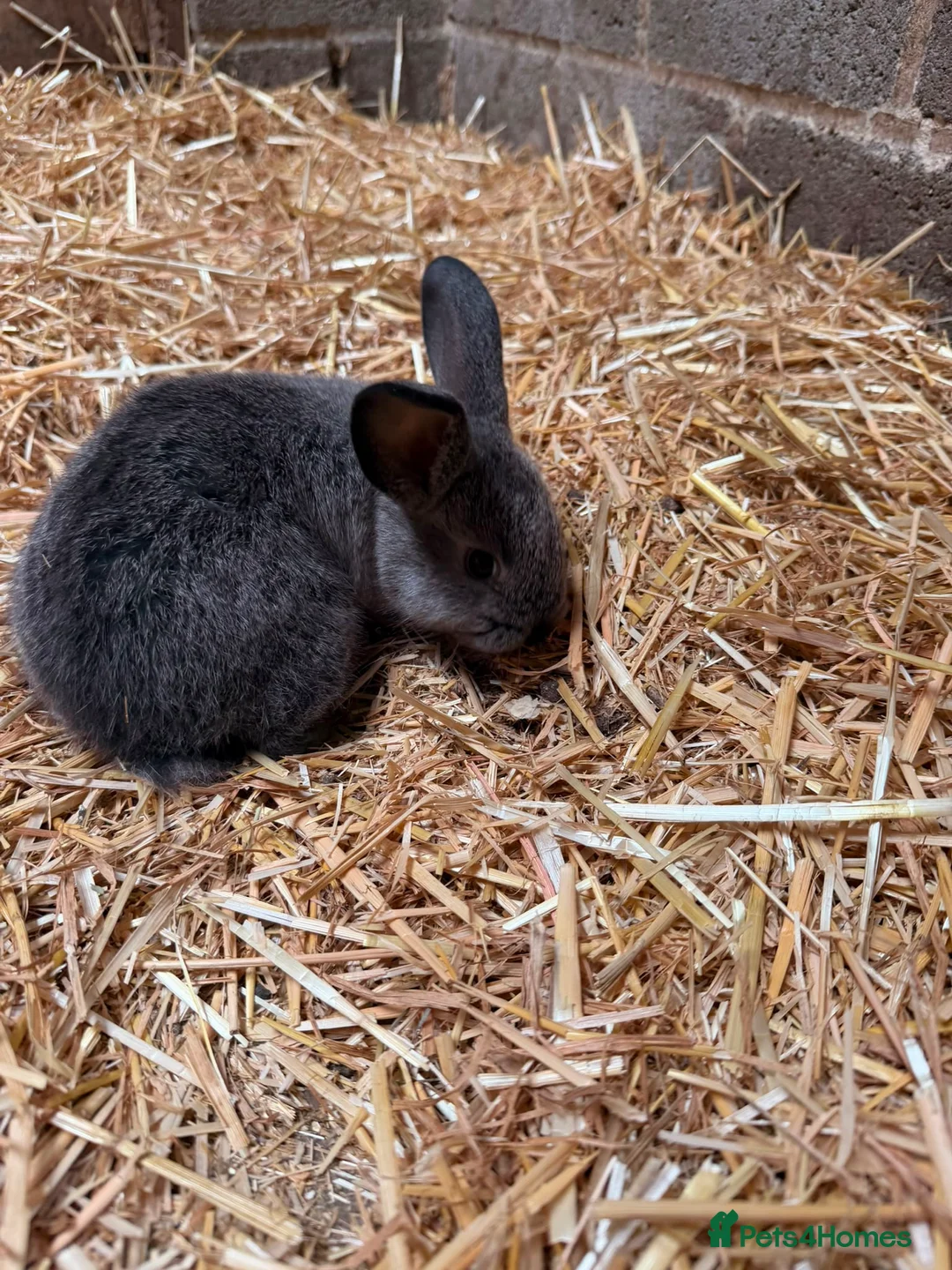 Mini Lion Lop rabbits for sale: Mini lop and lion lop in Consett - Advert 2