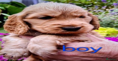Cocker Spaniel dogs - Advert 15