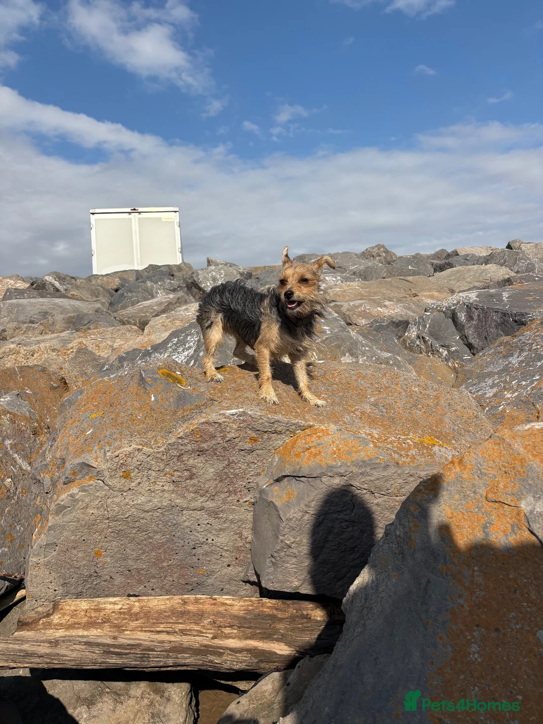 Mixed Breed dogs for sale: Terrier chihuahua mix in Evesham - Advert 2