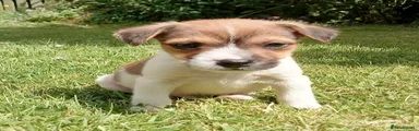 Jack Russell 1