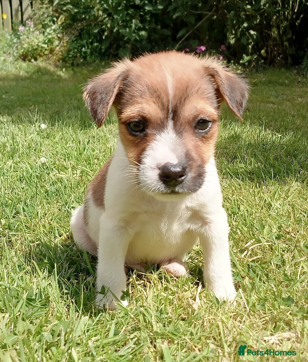 Jack Russell dogs for sale: Working Jack Russell Puppies  in Skipton - Advert 8