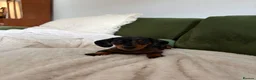 Miniature Dachshund dogs for sale: Miniature Dachshund Dapple Puppy For Sale  - Advert 2