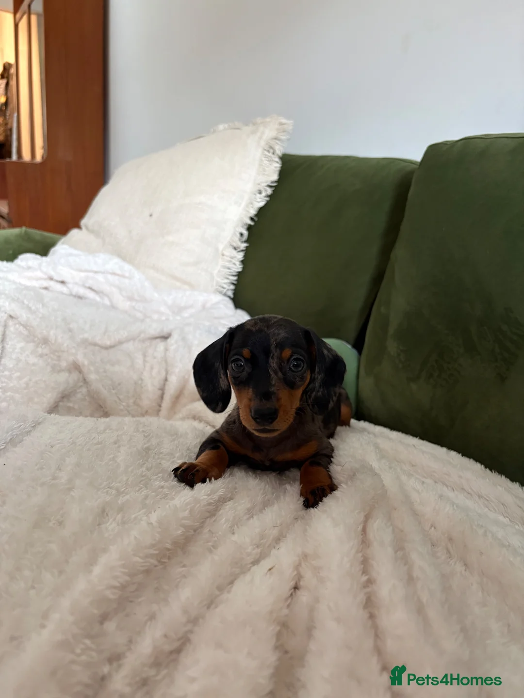 Miniature Dachshund dogs for sale: Miniature Dachshund Dapple Puppy For Sale  - Advert 2