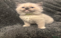 Ragdoll cats for sale: AMAZING QUALITY PEDIGREE HCM/PKD CLEAR KITTENS  - Image 2