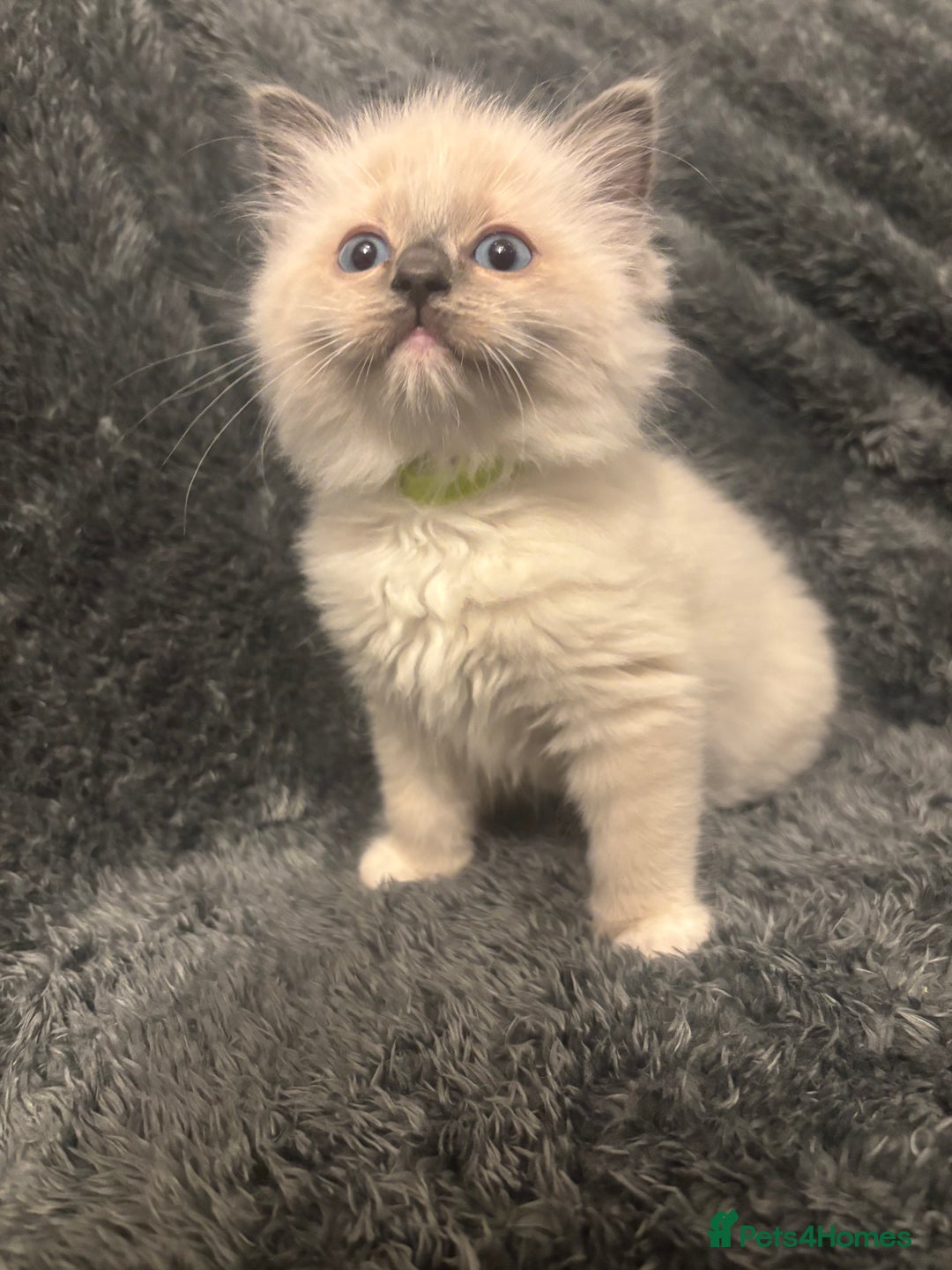 Ragdoll cats for sale: AMAZING QUALITY PEDIGREE HCM/PKD CLEAR KITTENS  - Image 2