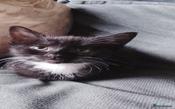 Mixed Breed cats for sale: 5 super cute mixed kittens - Image 5