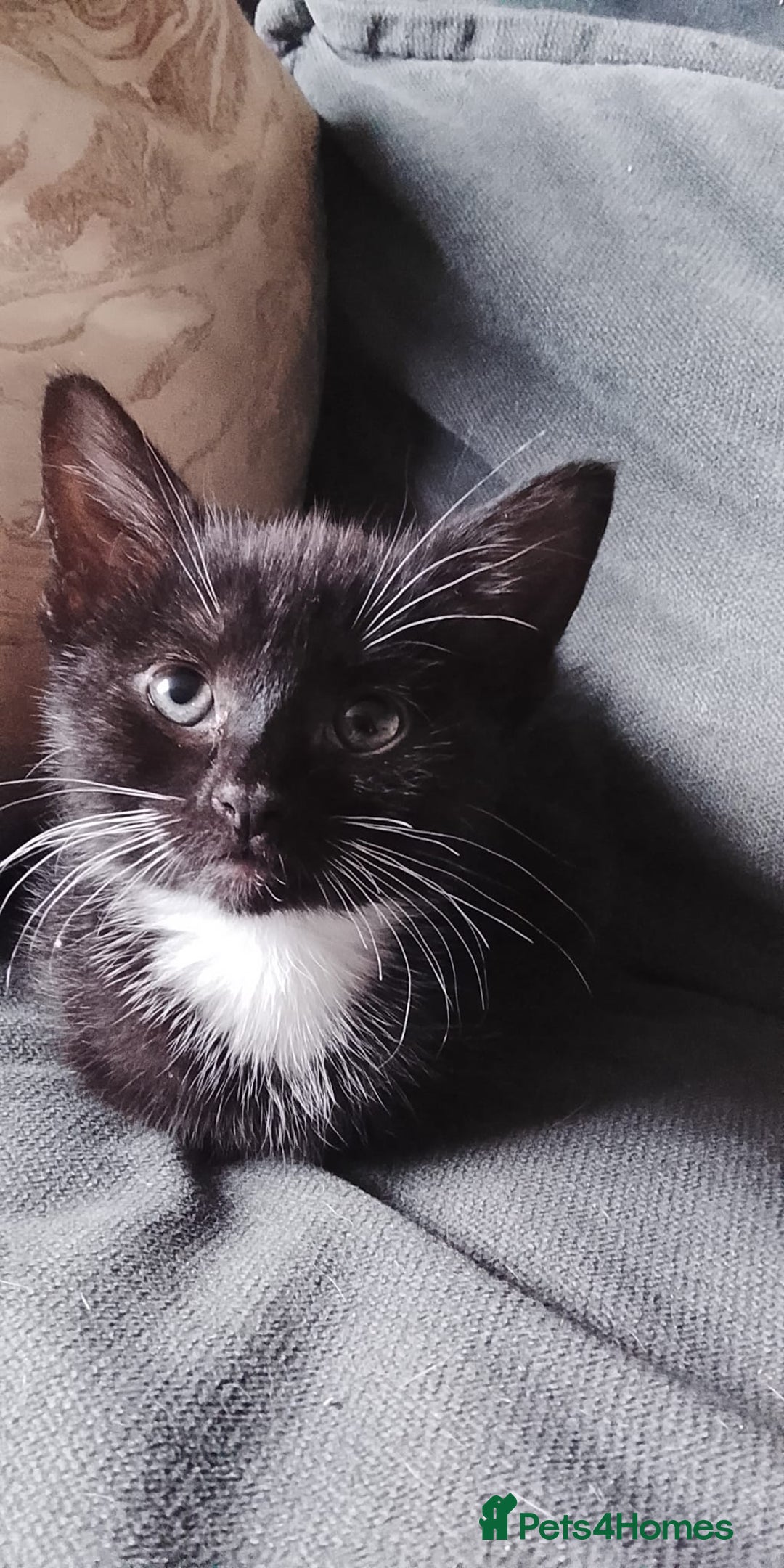 Mixed Breed cats for sale: 5 super cute mixed kittens - Image 5