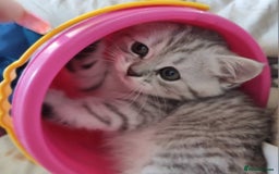 British Shorthair cats for sale: Beautiful British kittens - Image 5
