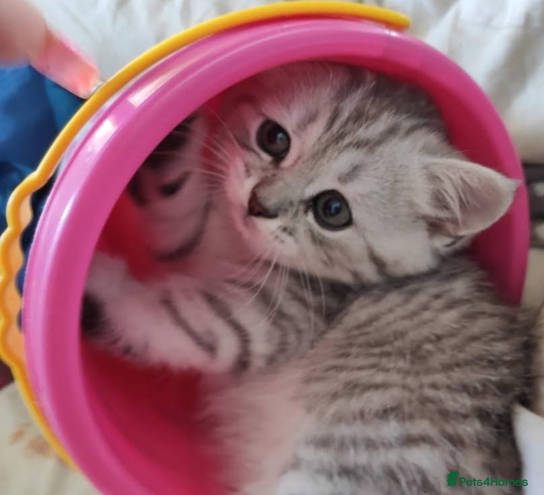 British Shorthair cats for sale: Beautiful British kittens - Image 5