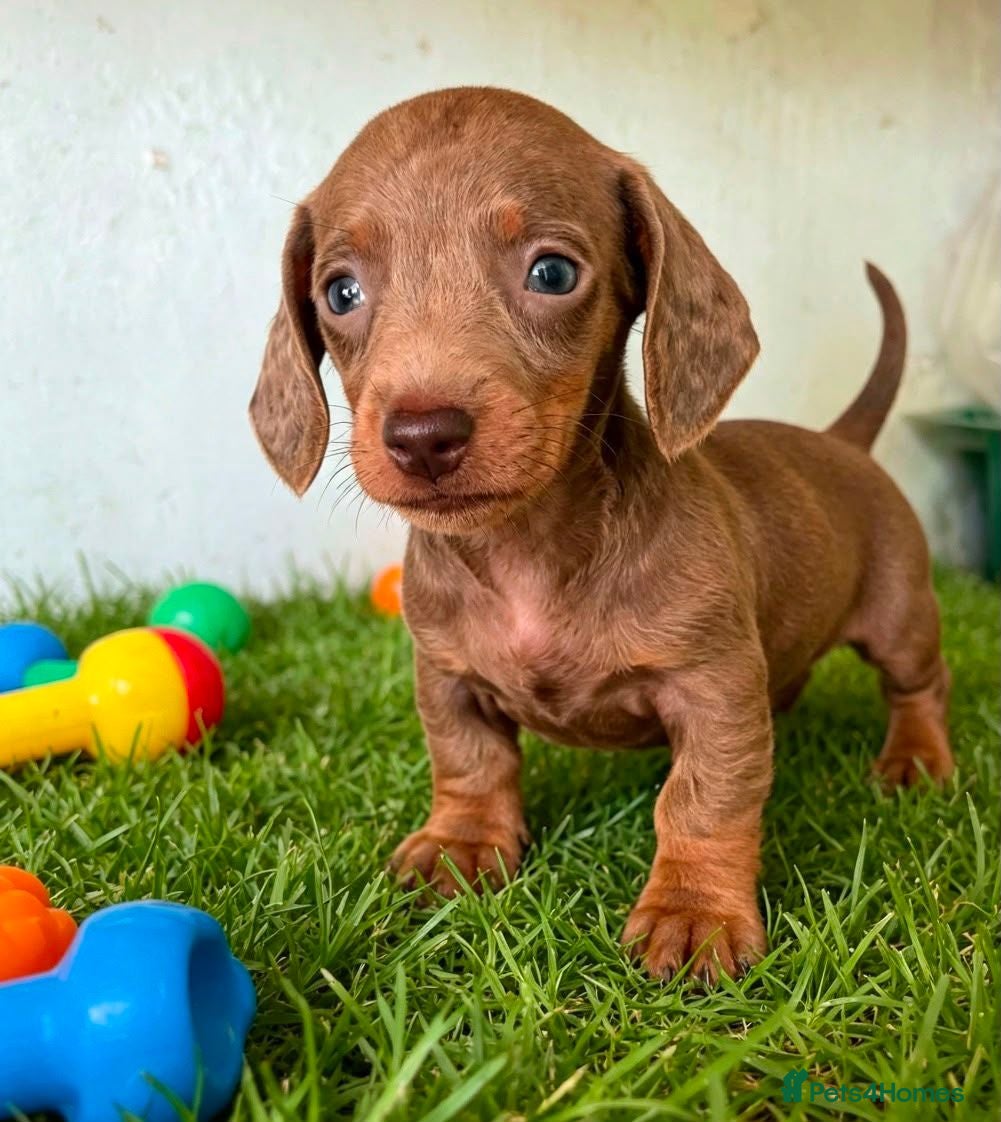 Miniature Dachshund dogs 🐾 Gorgeous Miniature Dachshund Puppies 🐾 - Advert 2