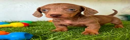 Miniature Dachshund dogs for sale: 🐾 Gorgeous Miniature Dachshund Puppies 🐾 - Advert 3