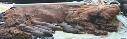 Cocker Spaniel dogs for sale: Liver Cocker spaniel puppys in Hook - Advert 4