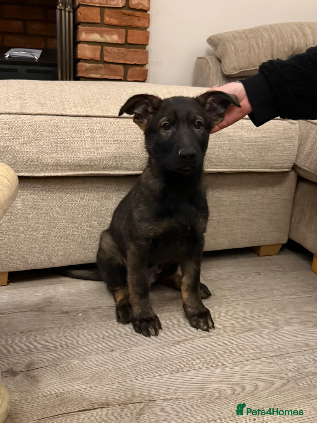 German Shepherd dogs for sale: Beautiful Working Line German Shepherd Puppies - Advert 11