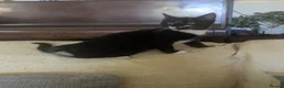 Mixed Breed cats for sale: Beautiful black and white female kitten - Advert 2
