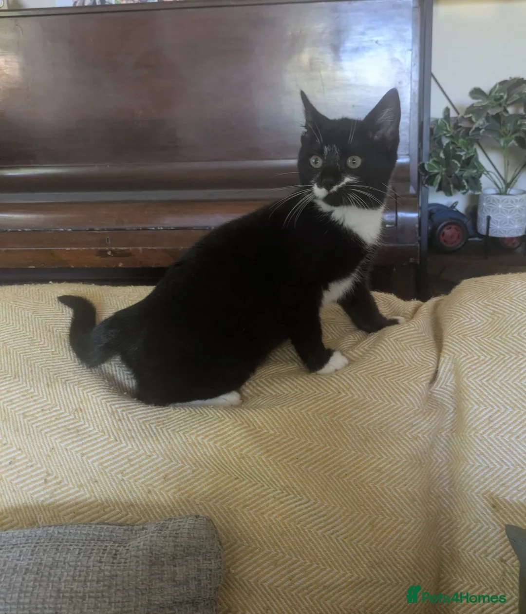 Mixed Breed cats for sale: Beautiful black and white female kitten - Advert 2