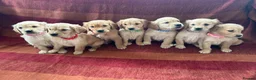 Golden Retriever dogs for sale: Kc registered golden retriever puppies  - Advert 13