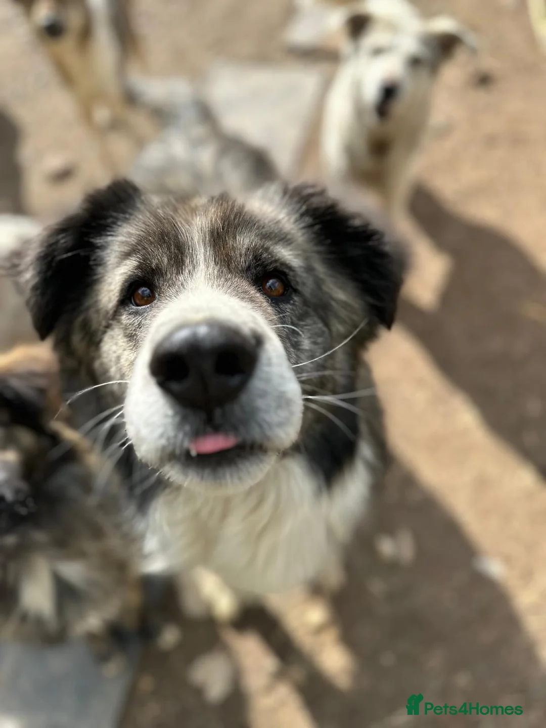 Mixed Breed dogs for adoption: 9 year old Iancu is looking for a home  - Advert 8