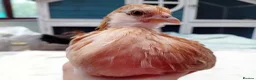 Chickens poultry for sale: Bearded Serama Trio for Loving Home - Advert 12
