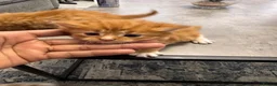 Mixed Breed cats for sale: Extreme fluffy chubby kittens  in London - Advert 30