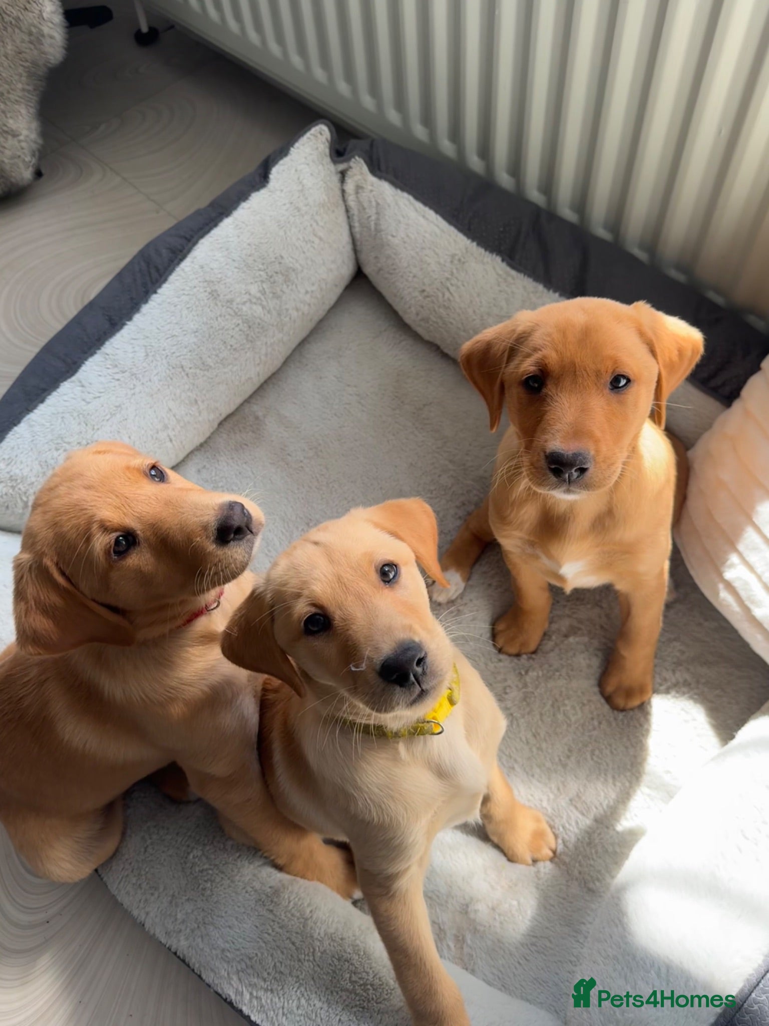 Labrador Retriever dogs 🐾 READY NOW  KC Reg  Fox Red Labrador Puppies 🐾 - Advert 1