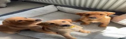 Labrador Retriever dogs for sale: ONLY 2 BEAUTIFUL RED FOX LABRADOR GIRLS REMAINING - Advert 1
