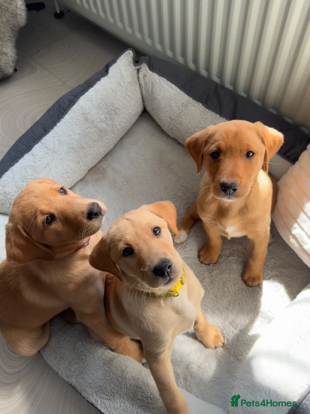 Labrador Retriever dogs for sale: ONLY 2 BEAUTIFUL RED FOX LABRADOR GIRLS REMAINING - Advert 1