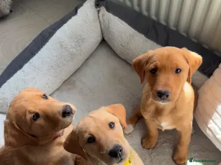 Labrador Retriever dogs 🐾 READY NOW KC Reg Fox Red Labrador Puppies 🐾 - Advert 1