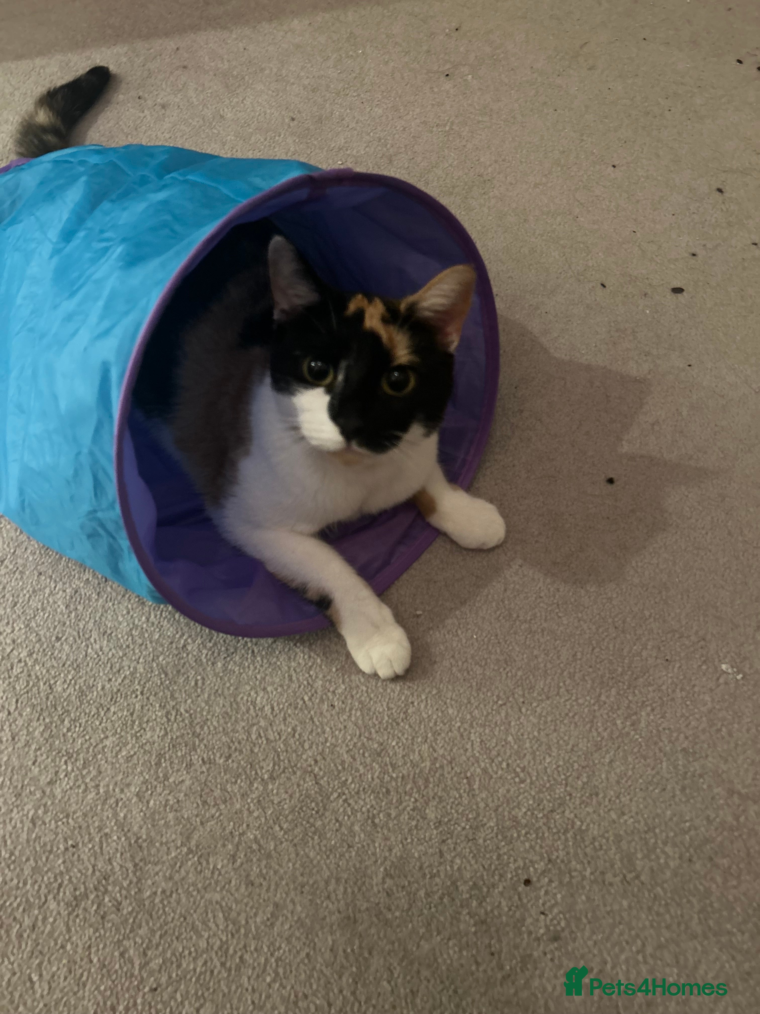 British Shorthair cats Tigga - Advert 1