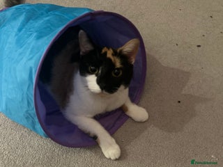 British Shorthair cats Tigga - Advert 1