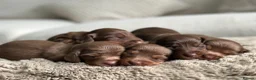 Miniature Dachshund dogs for sale: True beautiful miniature longhair dachshund  - Advert 17