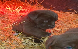 Newfoundland dogs for sale: Beautiful newfoundland puppys - Advert 11