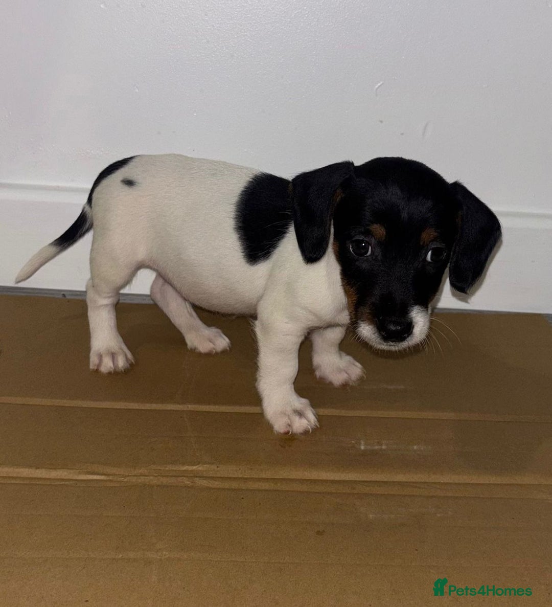 Dachshund dogs for sale: Dachshund Puppies - Image 10