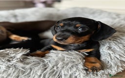 Miniature Dachshund dogs for sale: Miniature Dachshund Puppies - READY NOW !! - Image 4