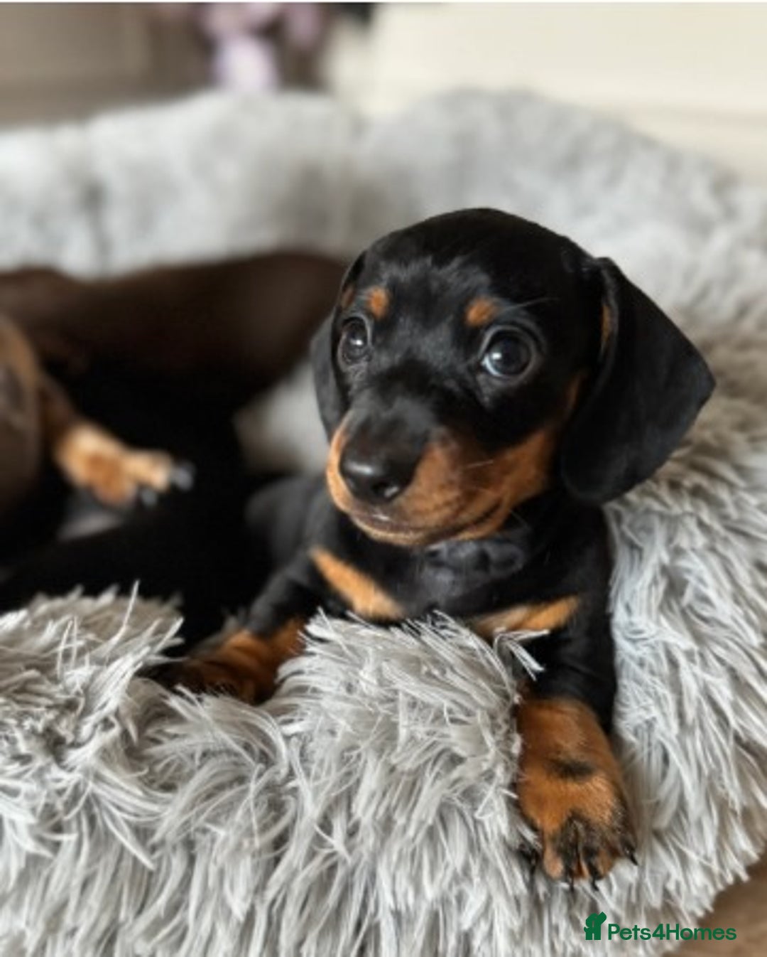 Miniature Dachshund dogs for sale: Miniature Dachshund Puppies - READY NOW !! - Image 4