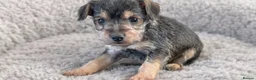Mixed Breed dogs for sale: Norfolk terrier cross - Advert 4