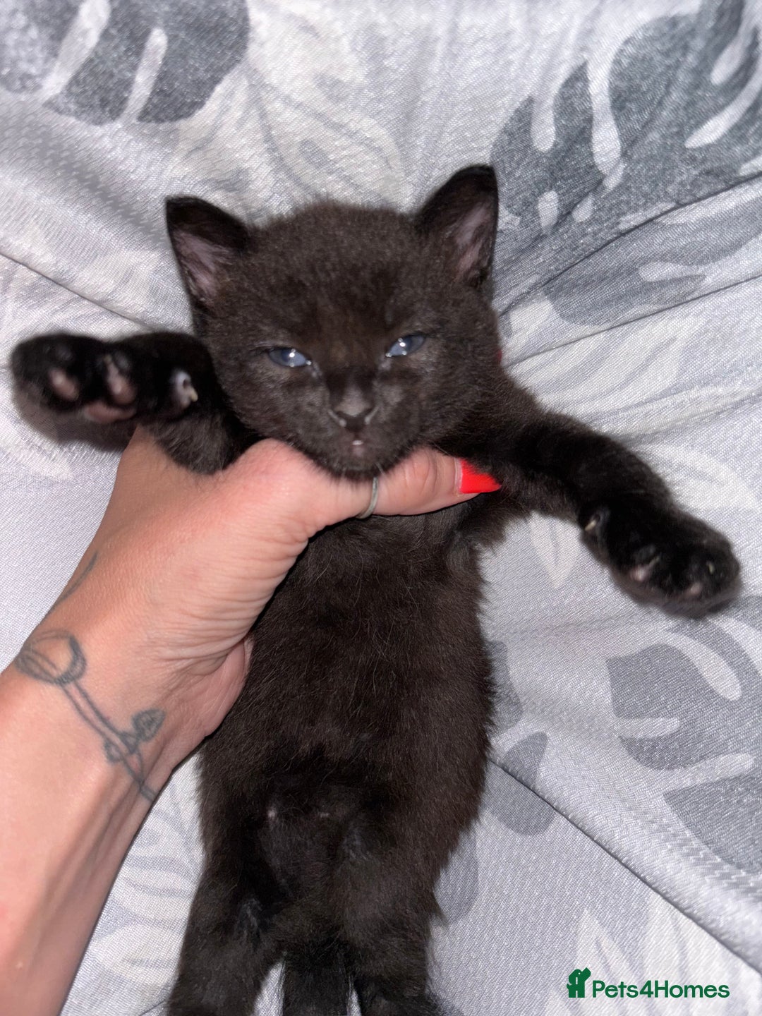 Mixed Breed cats for sale: Sphynx cross kittens - Image 6