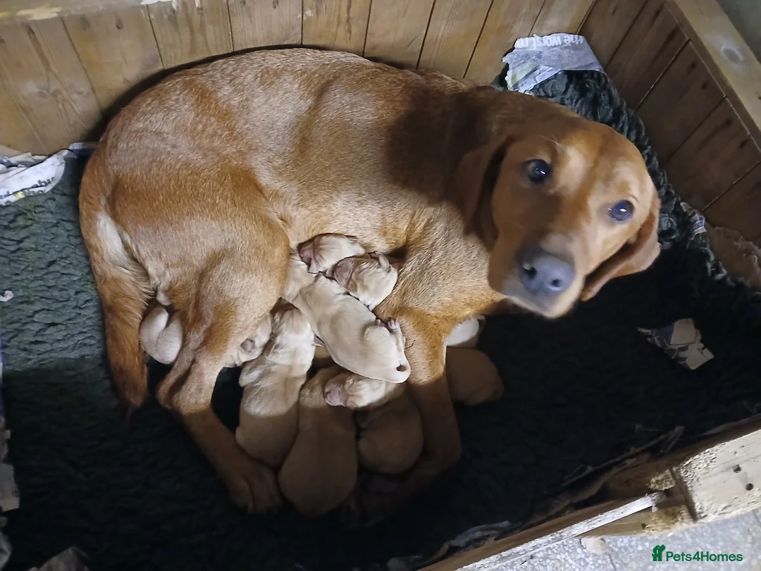 Labrador Retriever dogs for sale: Fox red labrador puppies - Advert 31