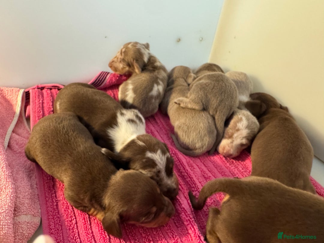 Miniature Dachshund dogs for sale: Miniature dachshunds  - Image 4