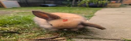 Mini Lop rabbits for sale: Mini Lip Bunnies in Sheffield - Advert 3