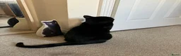 Bombay cats for sale: Lovely Besley - Advert 4