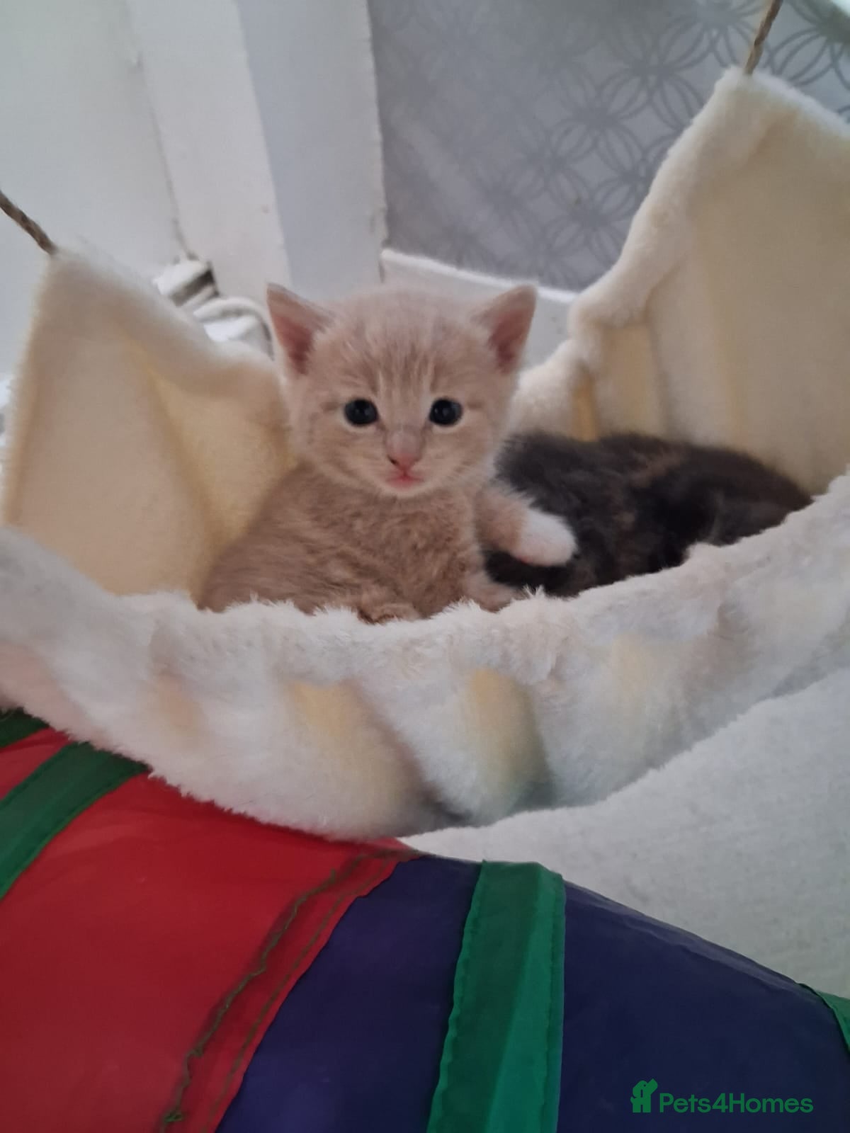 Mixed Breed cats 4 babies looking.for forever homes  - Advert 1