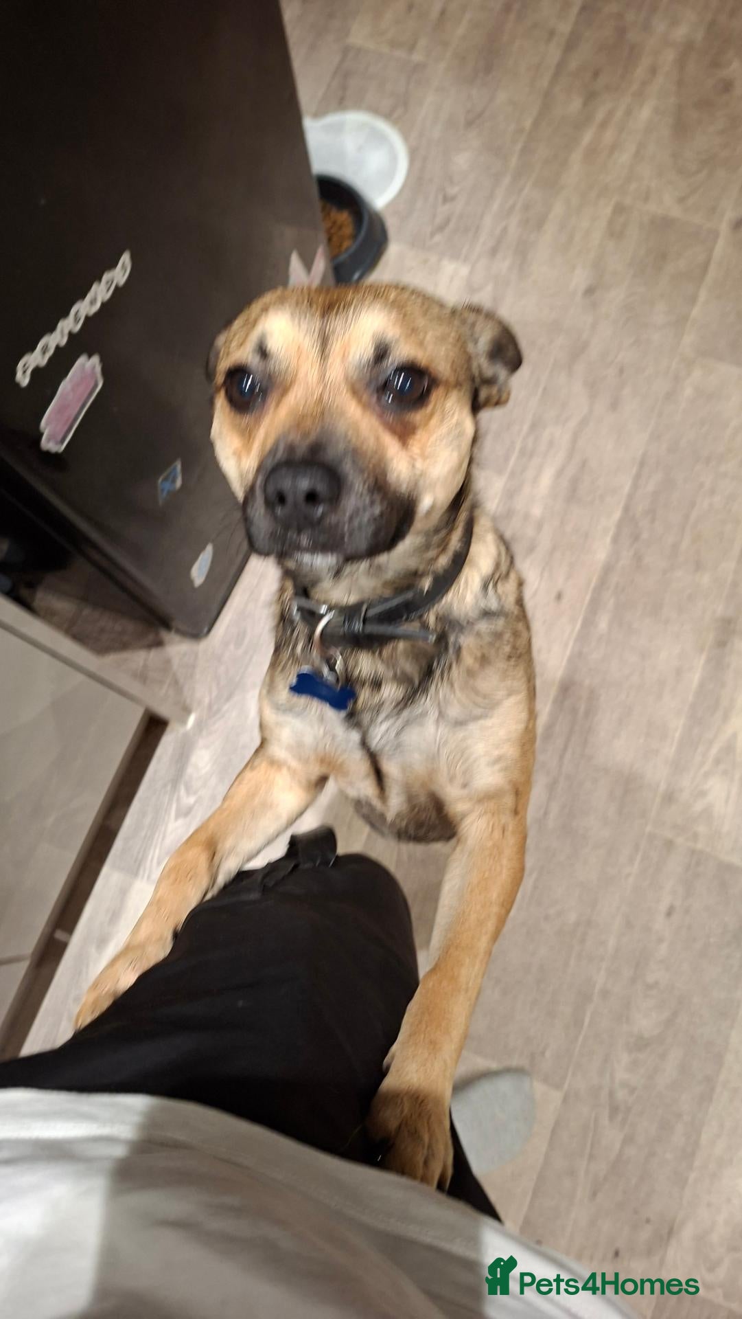 Mixed Breed dogs Buster - Jack Russell x staffy - Advert 2