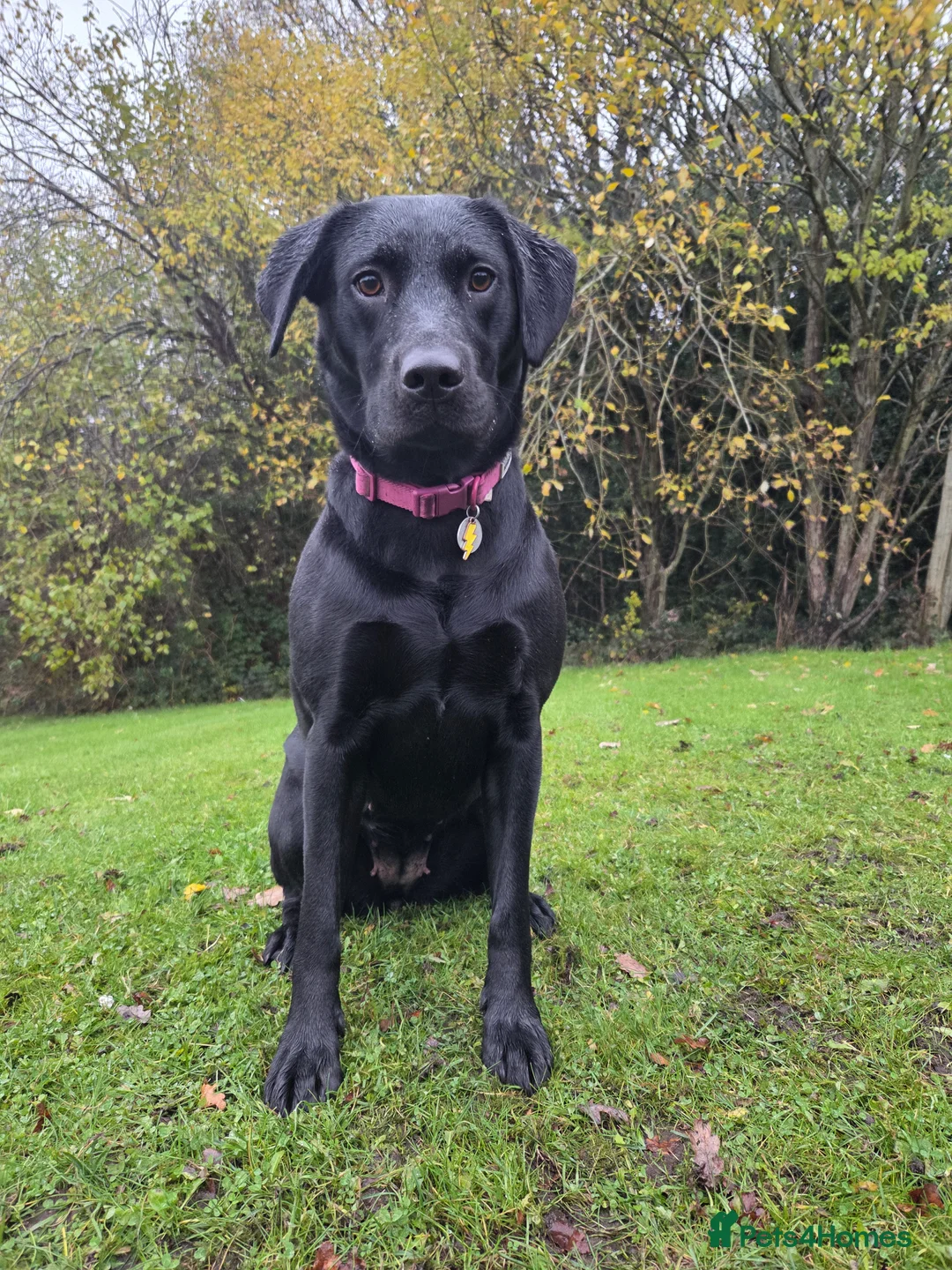 Labrador Retriever dogs for sale: Black Labrador Retriever Puppies – KC Registered - Advert 23
