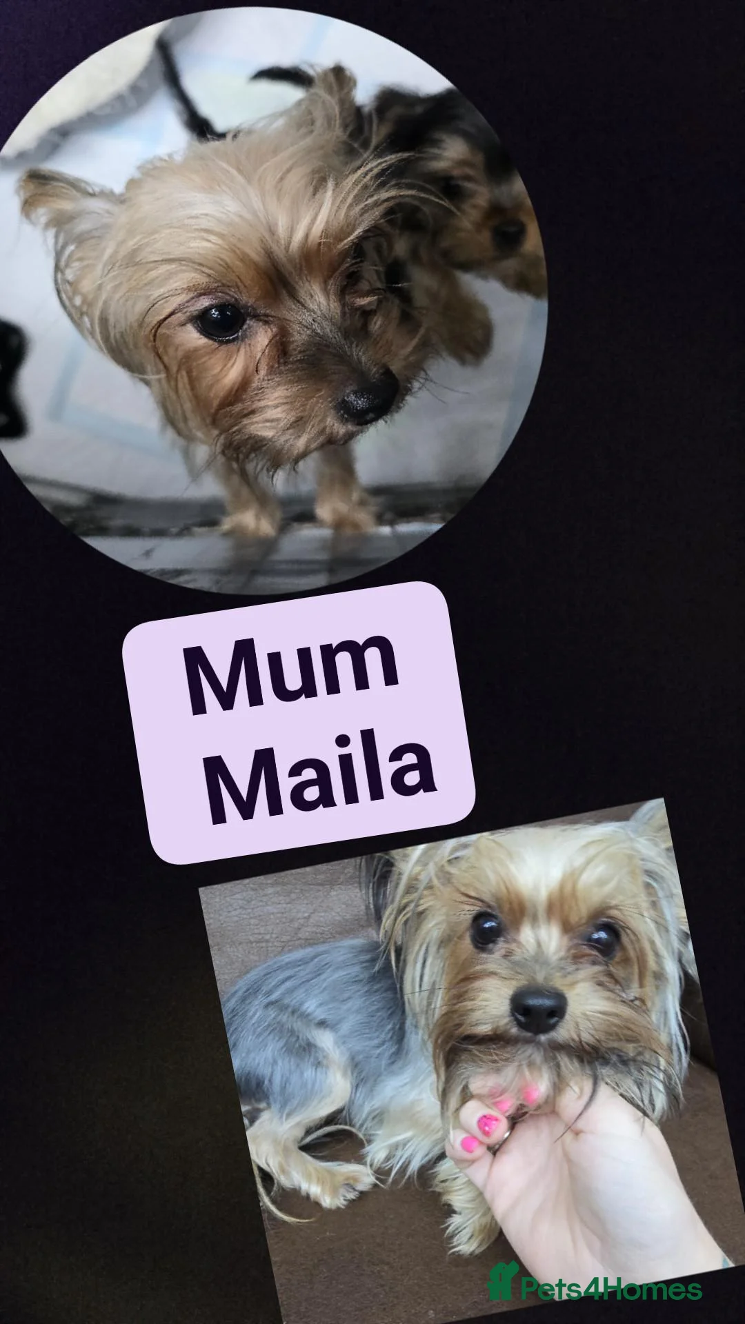 Yorkshire Terrier dogs for sale: Beautiful  **  Yorkshire Terrier Puppies  in Birmingham - Advert 1
