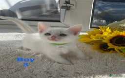 Mixed Breed cats for sale: White kittens looking for a forever loving family  - Image 5