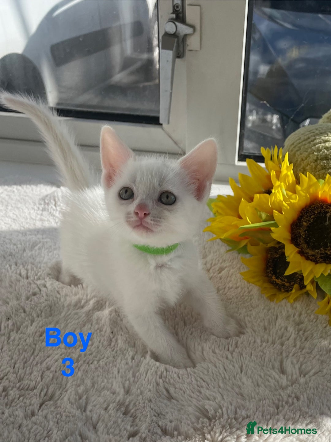 Mixed Breed cats for sale: White kittens looking for a forever loving family  - Image 5