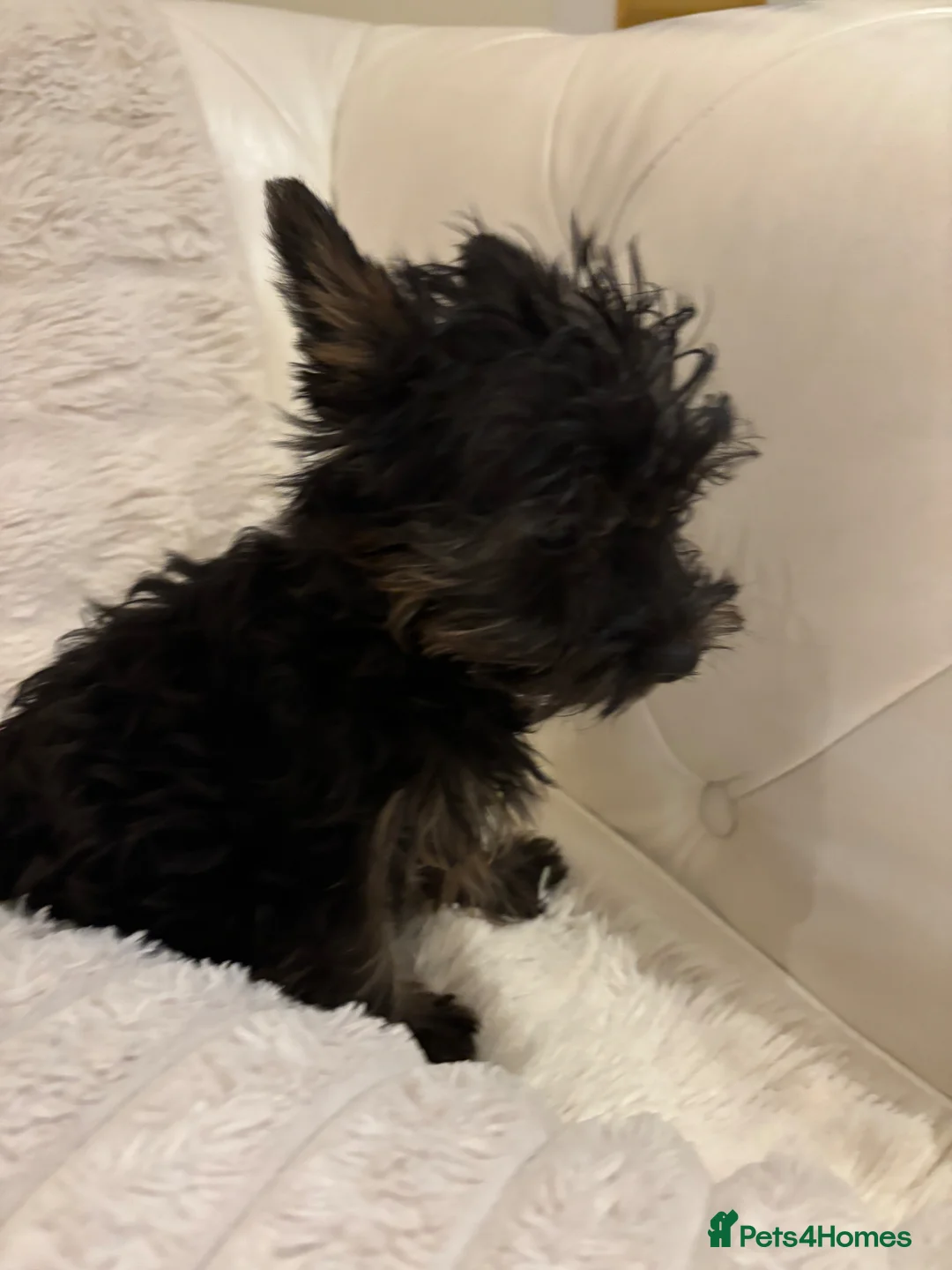 Yorkshire Terrier dogs for sale: Toy Yorkshire terrier puppies  - Advert 1