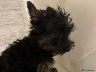 Yorkshire Terrier dogs Toy Yorkshire terrier puppies - Advert 4